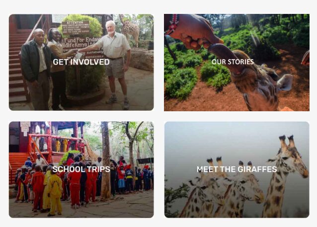 giraffe centre entrance fee